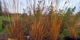 Molinia caerulea 'Igel' Молиния голубая